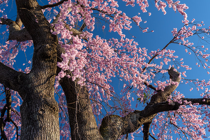 法華寺の桜をアップで