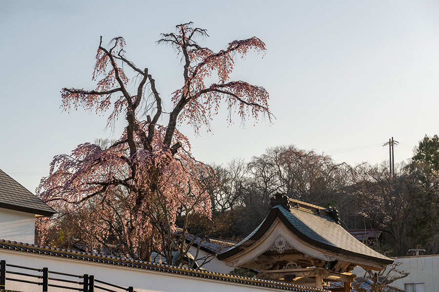 法華寺の桜