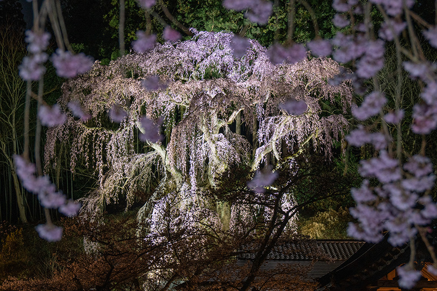 ライトアップされた福聚寺の桜