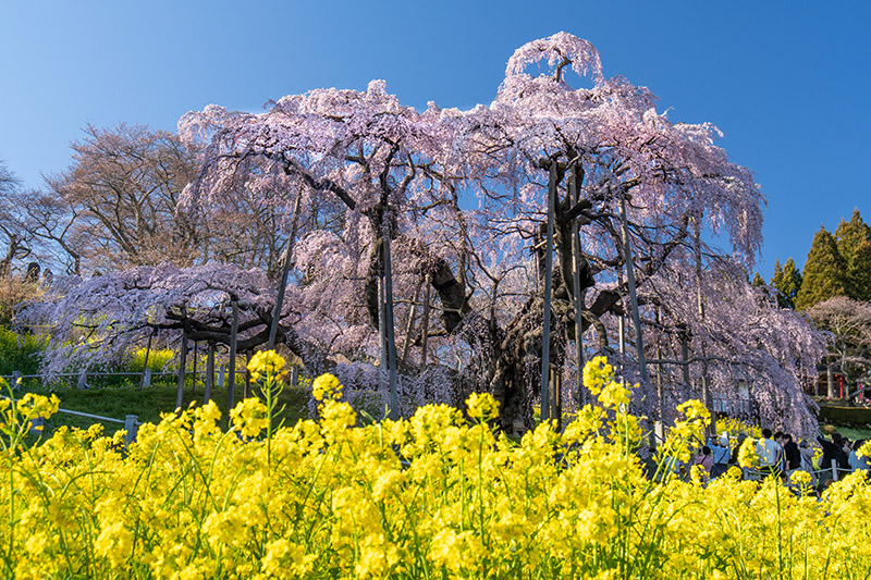 菜の花とともに