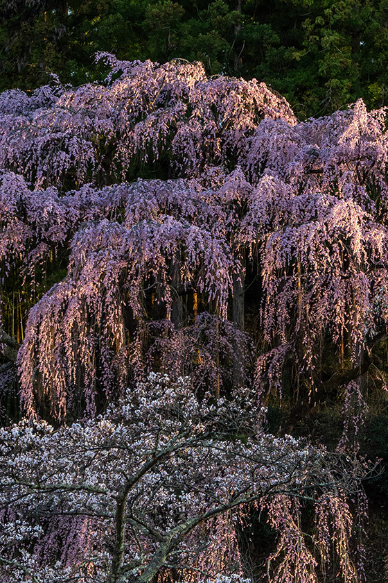 これぞしだれ桜！