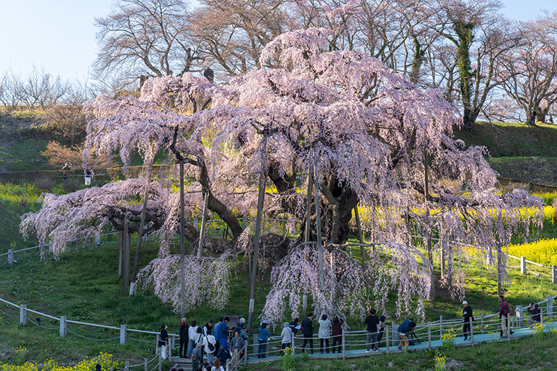 滝桜