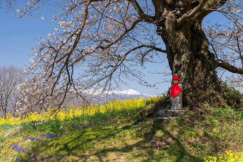 日向の人待ち地蔵桜