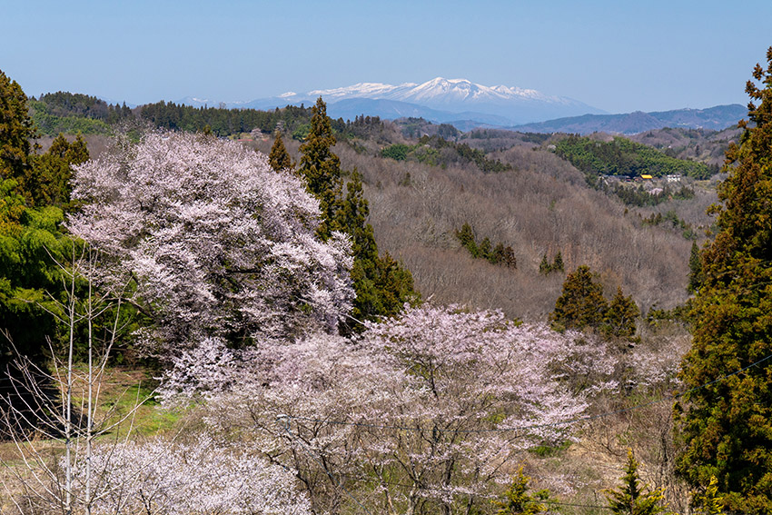 追猪の桜と蔵王連峰