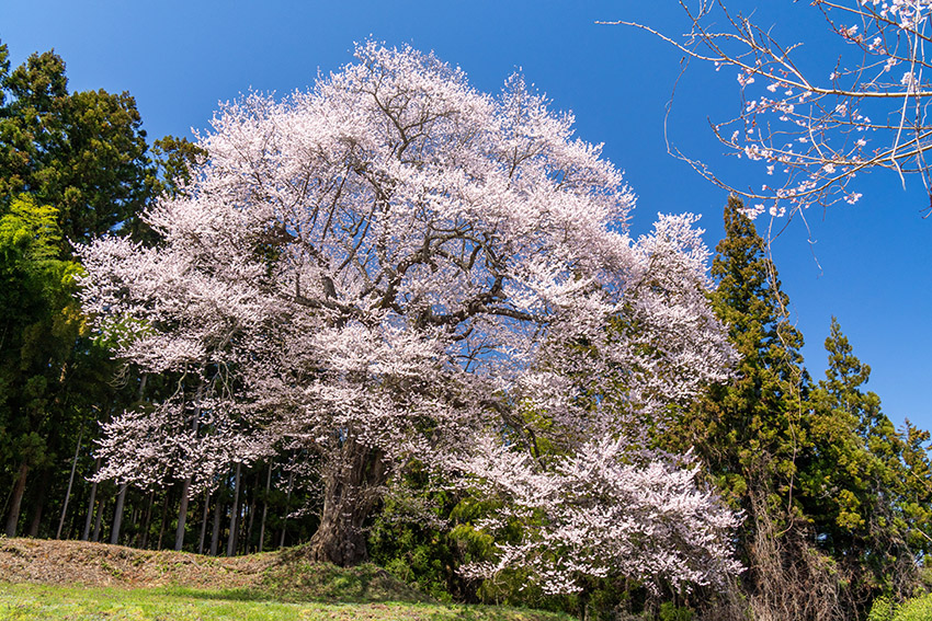 箱石の追猪の桜