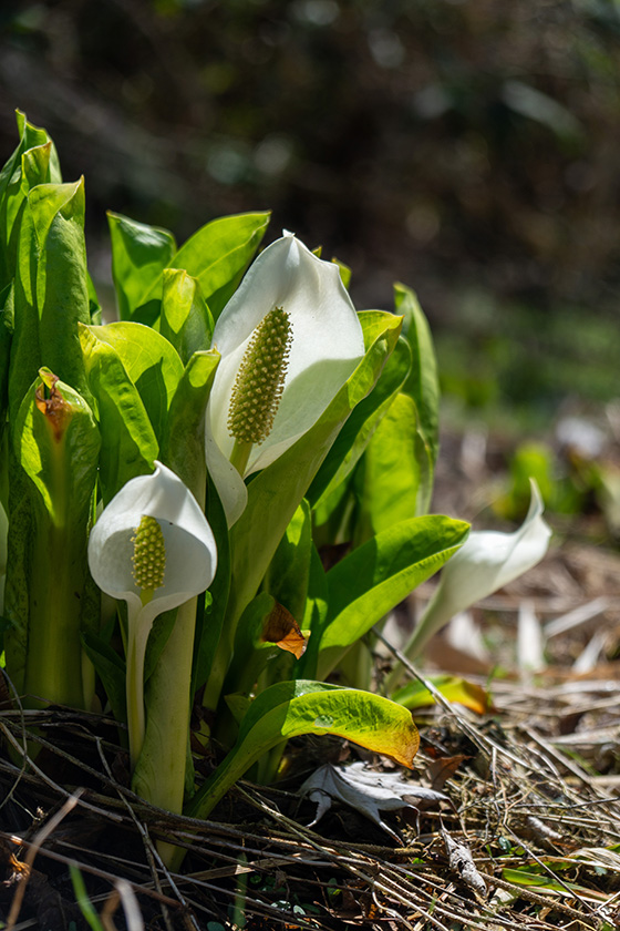 追猪の桜近くでは水芭蕉が見頃