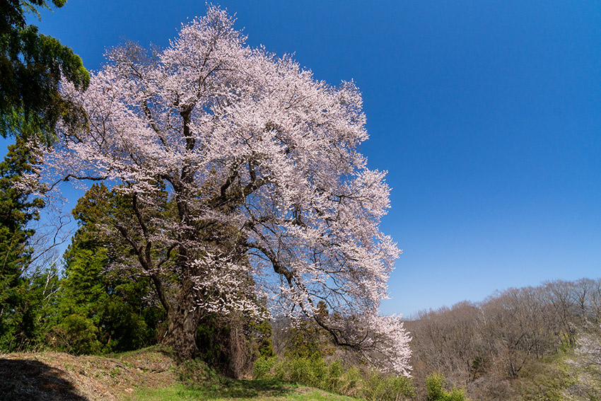 追猪の桜,穴場だと思います