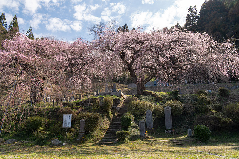 本久寺の桜