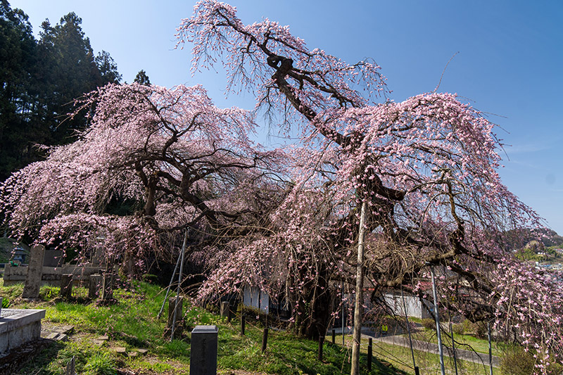 特徴的な姿のしだれ桜