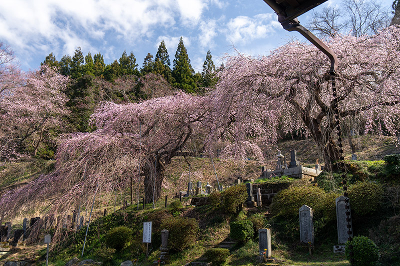 お寺と桜