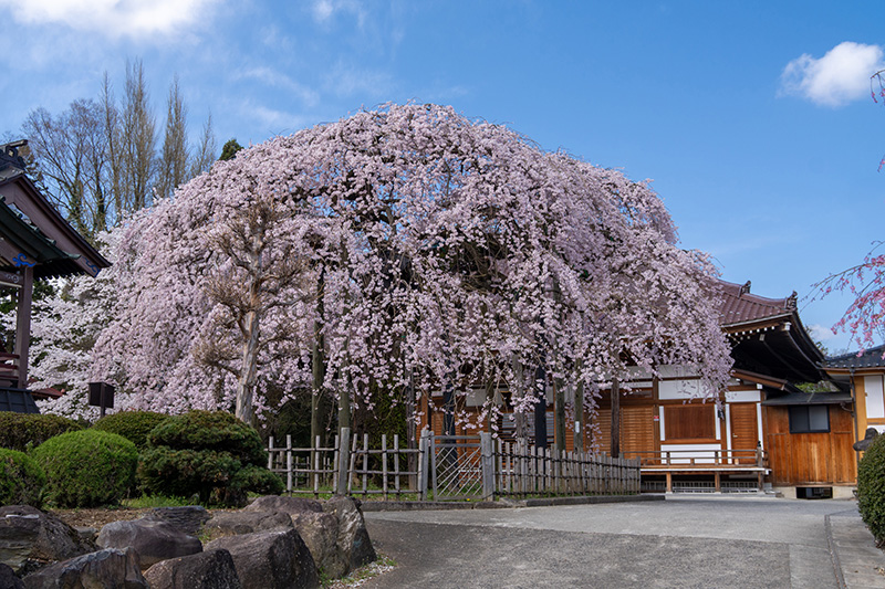 円東寺の桜正面から
