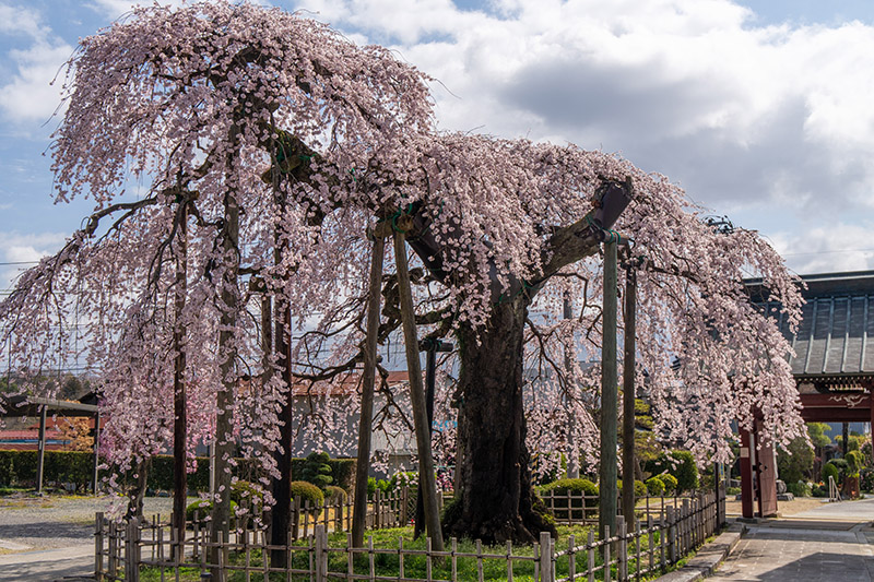 円東寺の桜・反対側から