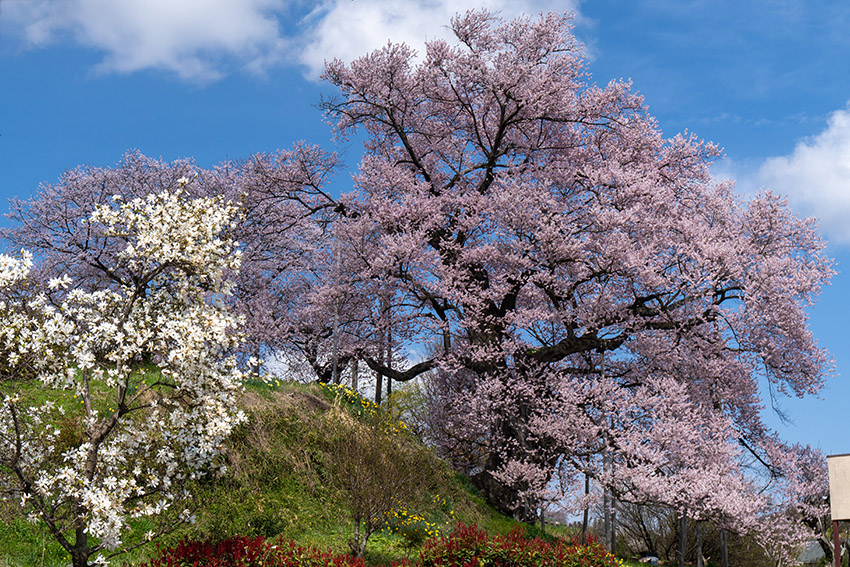 茶園の桜