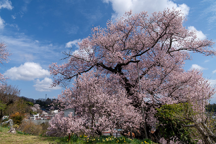 背後の丘の上から