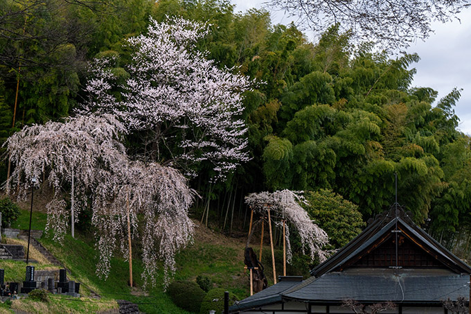 鏡石寺の桜