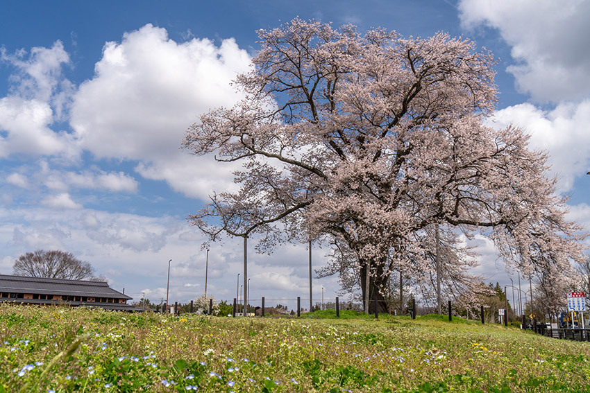 万燈桜