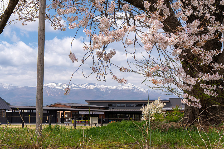 万燈桜と安達太良山