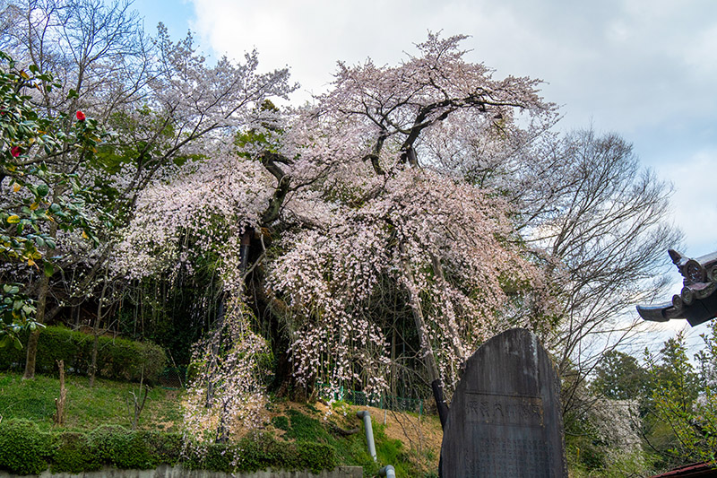 蓮華寺の桜
