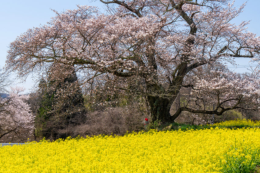 日向の人待ち地蔵桜
