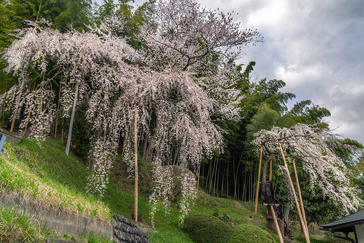 鏡石寺の桜 近くから