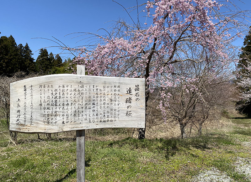 「追猪の桜」由来