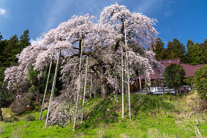 慈徳寺の種蒔桜