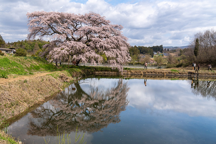 芳水の桜