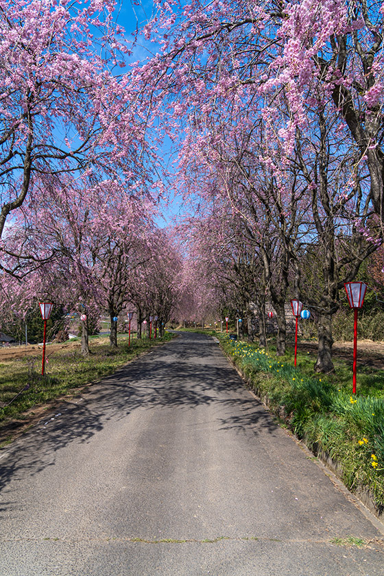 右輪台山のしだれ桜