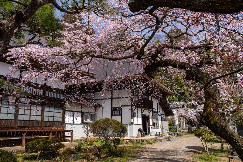 大蔵寺の桜