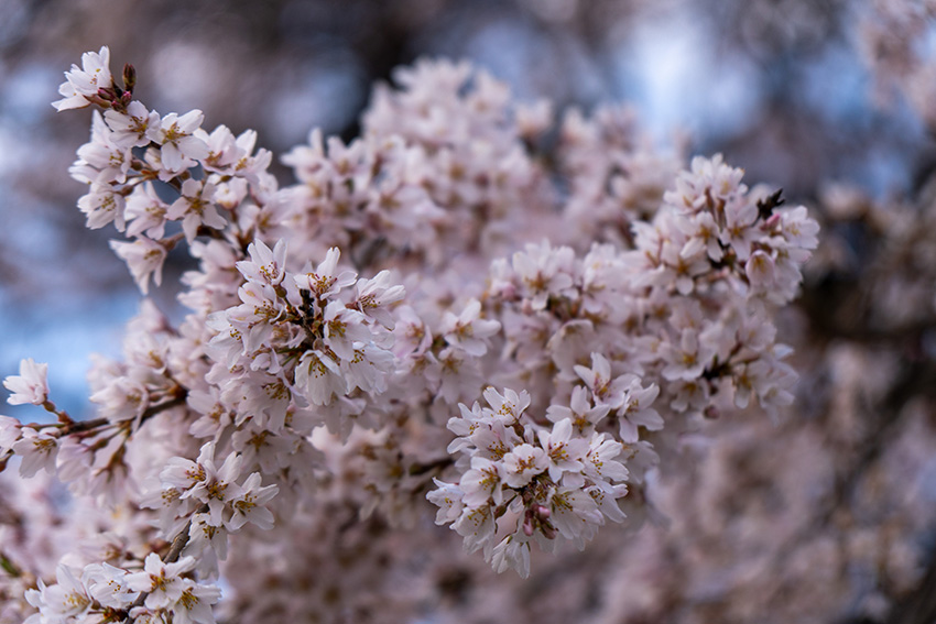 芳水の桜アップ