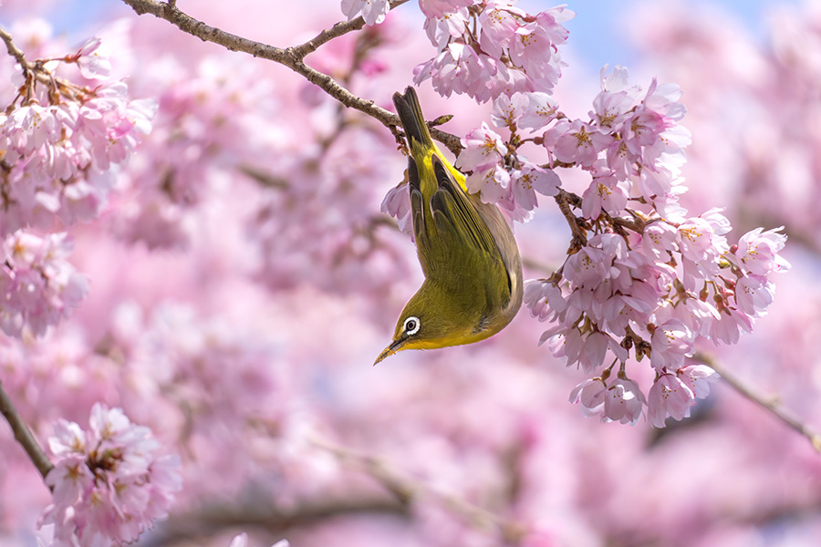 花から花へ