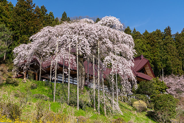 福島の桜2024】福島市の桜––慈徳寺の種蒔桜，芳水の桜，右輪台山の