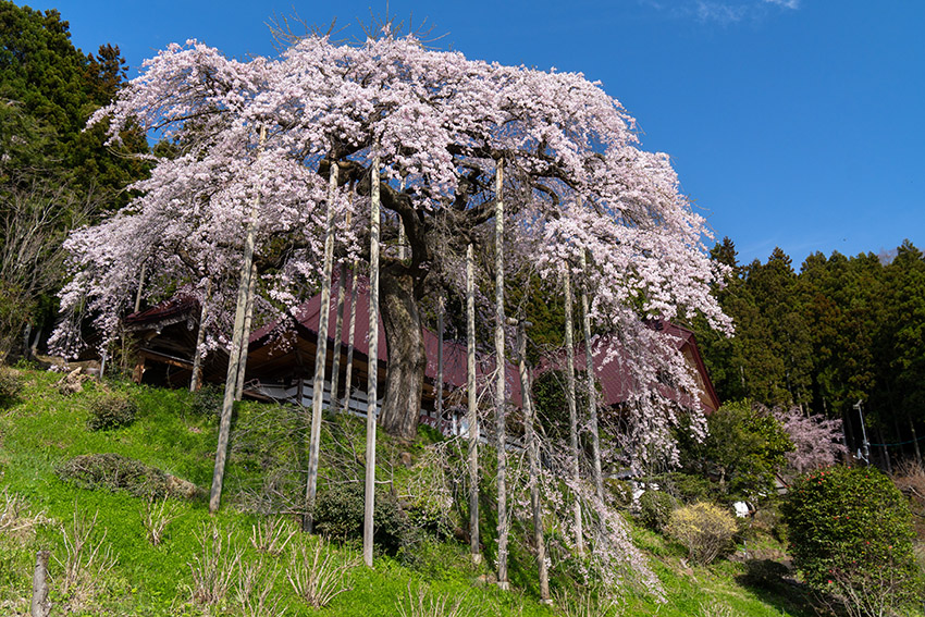 慈徳寺の種蒔桜