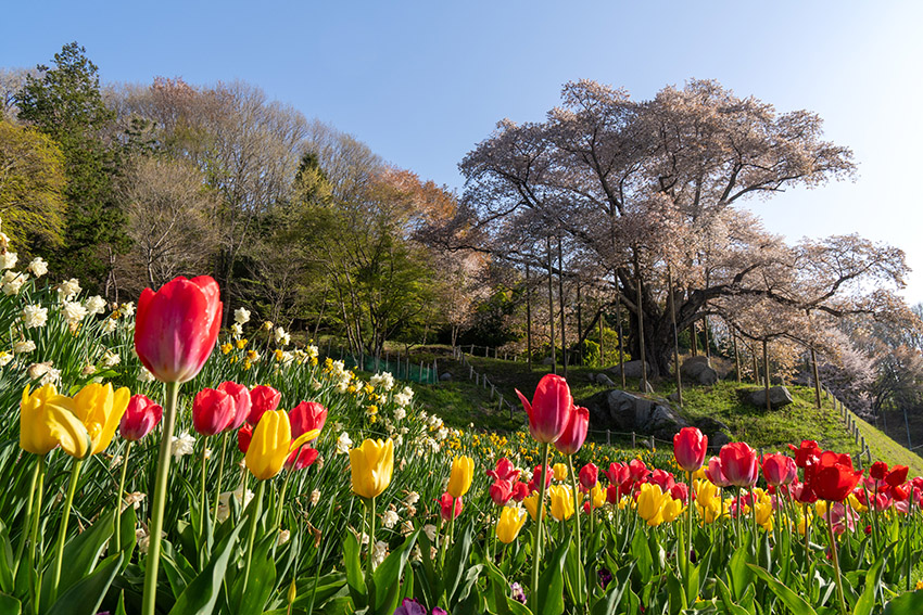 越代の桜