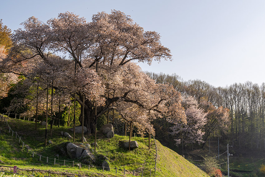 越代の桜