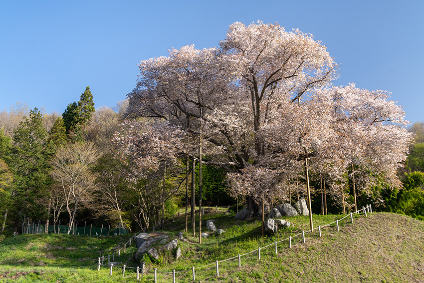 越代の桜