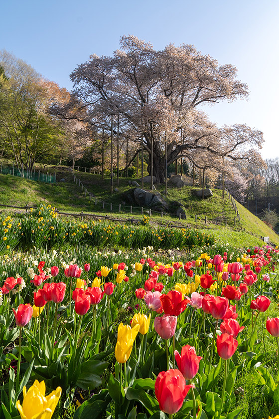 チューリップと山桜
