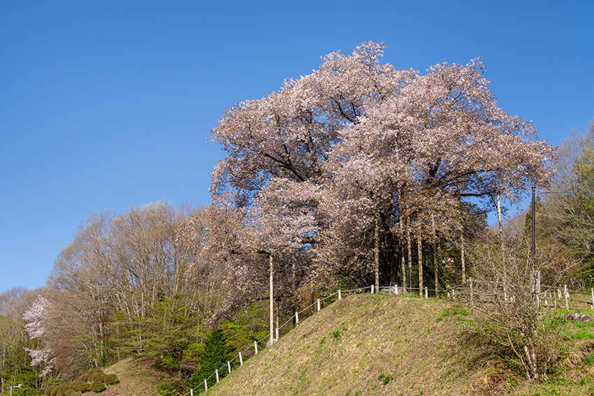 桜を見上げる
