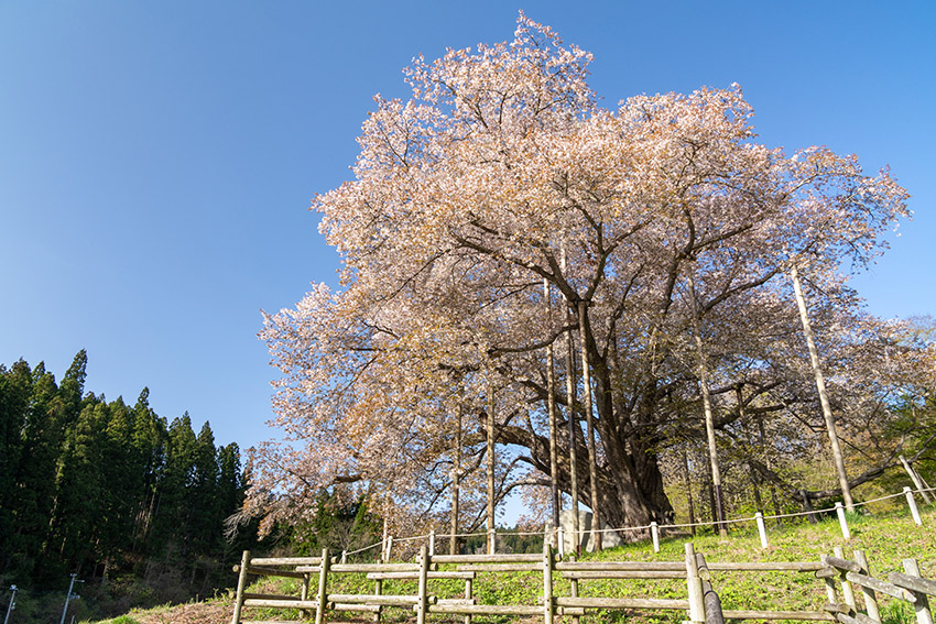 青空と越代の桜