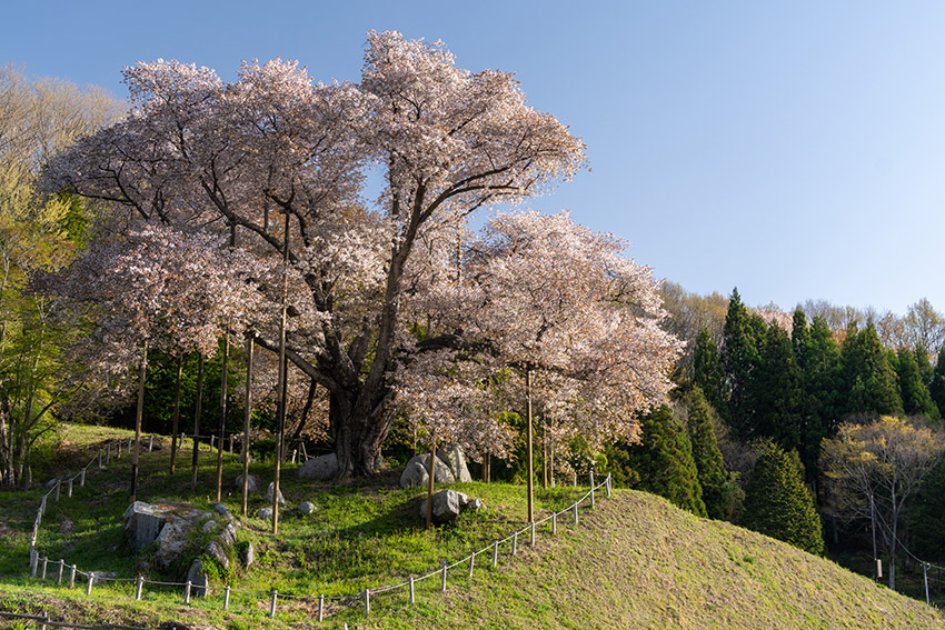 圧倒的な存在感