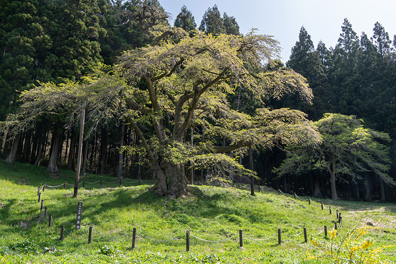 岩倉桜