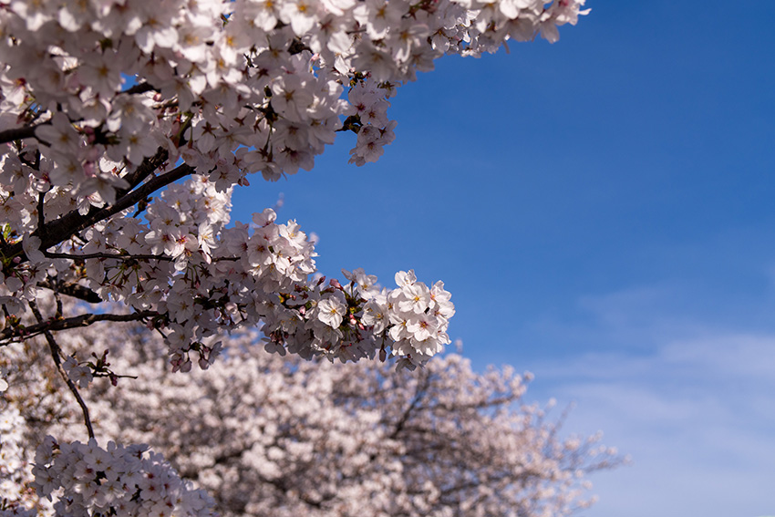 東京の桜