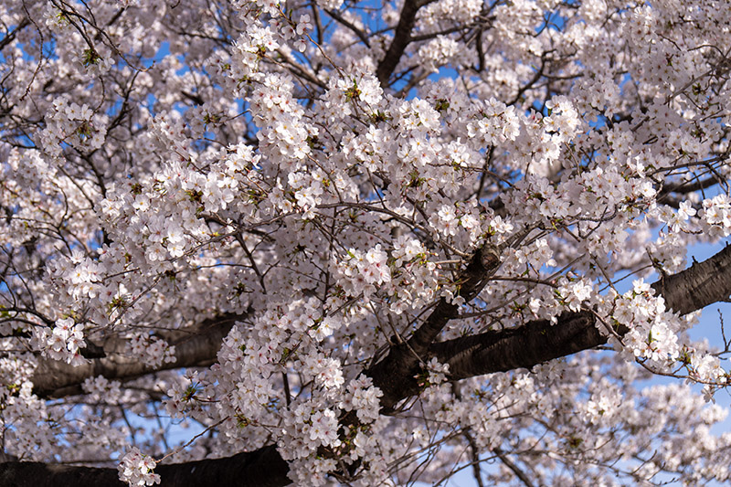 東京の桜，満開