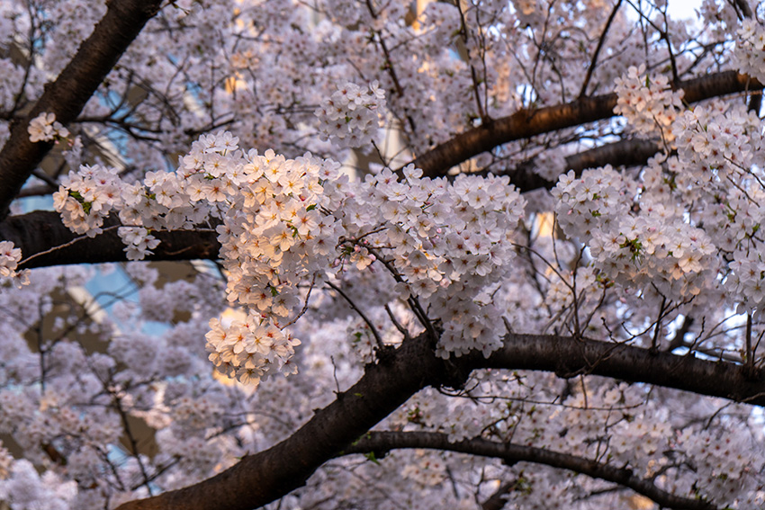 桜の下を歩くと気分が高揚します