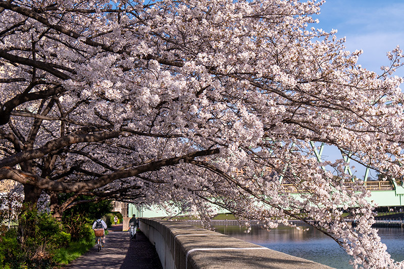 新河岸川