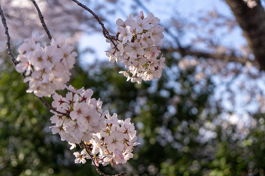 木陰の桜