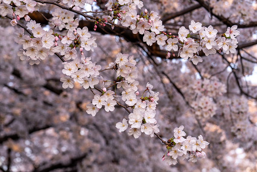 ソメイヨシノは華やかですね