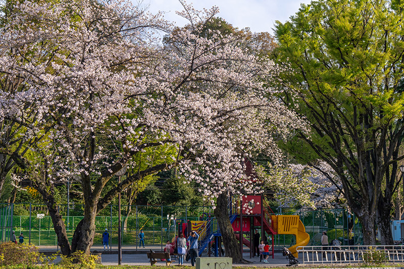 公園の遊具と桜