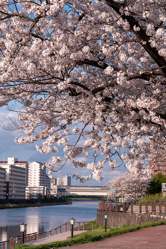 桜と東北新幹線