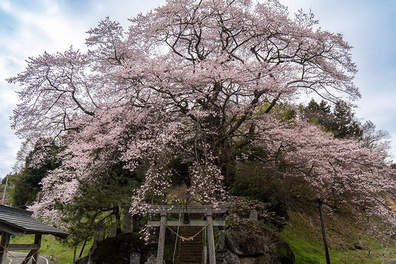 新殿神社の岩桜